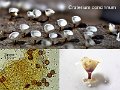 Craterium concinnum-amf1971